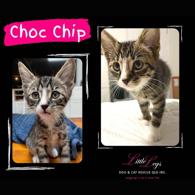 Photo of Choc Chip