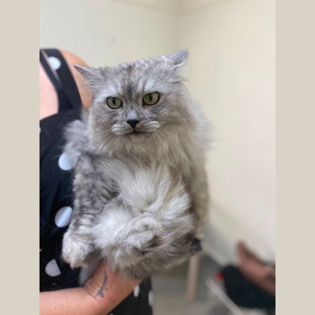 Photo of Kit Kat (Kitty) 