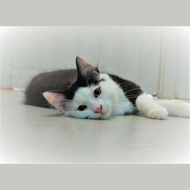 Photo of Angel