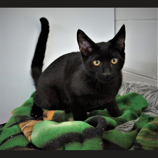 Photo of Alfred