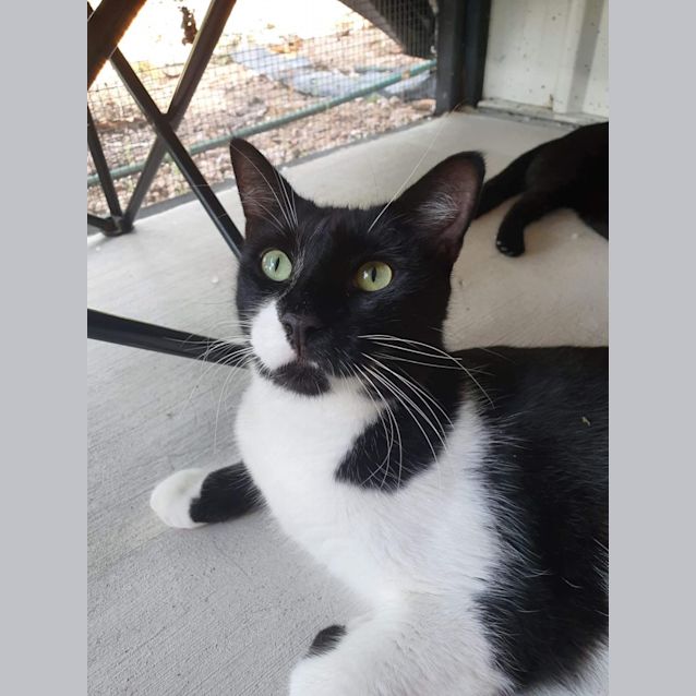 Photo of Oscar