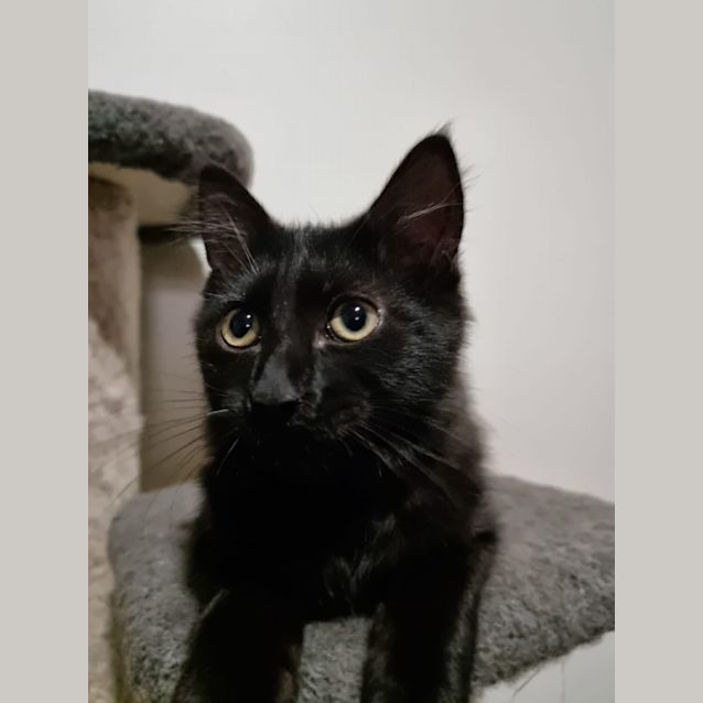 Photo of 🤍🖤 Pepper 🖤🤍