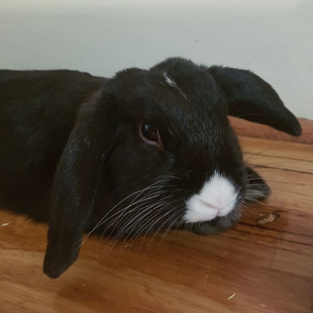 Photo of Attila The Bun