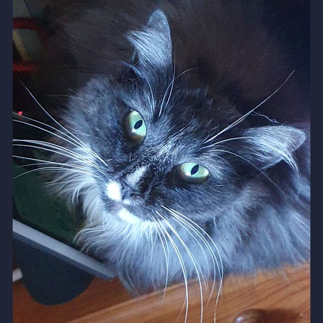 Photo of Bluebell **Fin, Furred N Feathered**