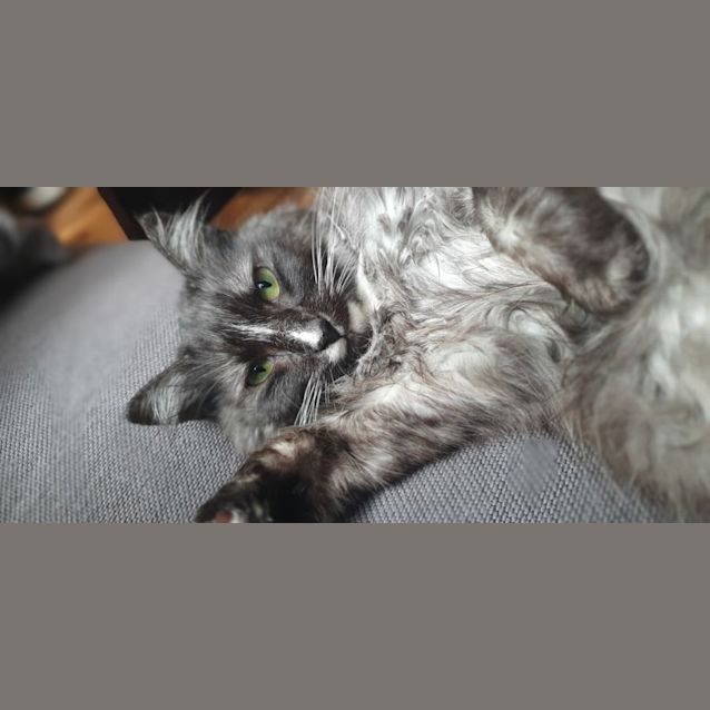 Photo of Bluebell **Fin, Furred N Feathered**