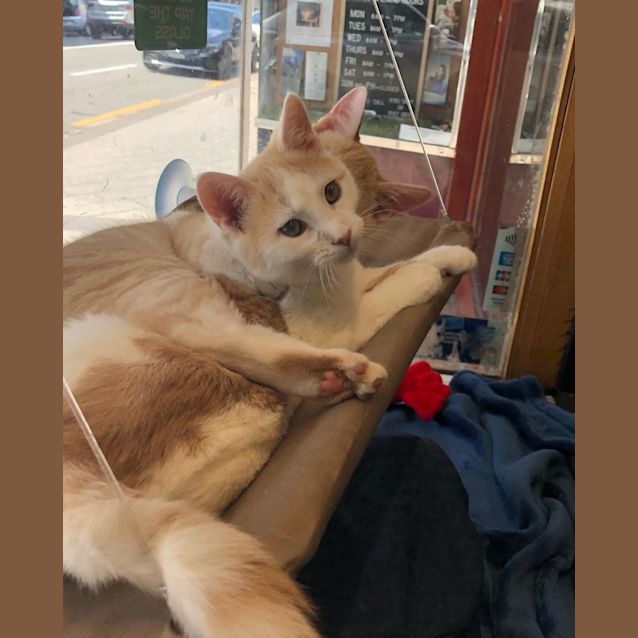 Photo of Chickpea & Mango