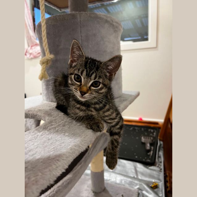Photo of Annie Dora **2nd Chance Cat Rescue**