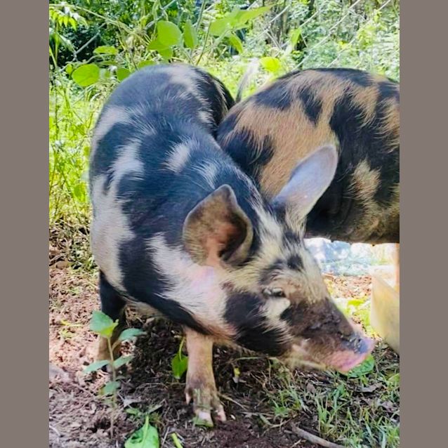 Photo of Percy Piggy 