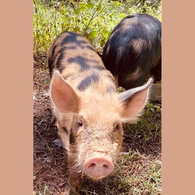 Photo of Pearl Piggy