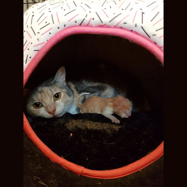 Photo of Spicey**2nd Chance Cat Rescue**