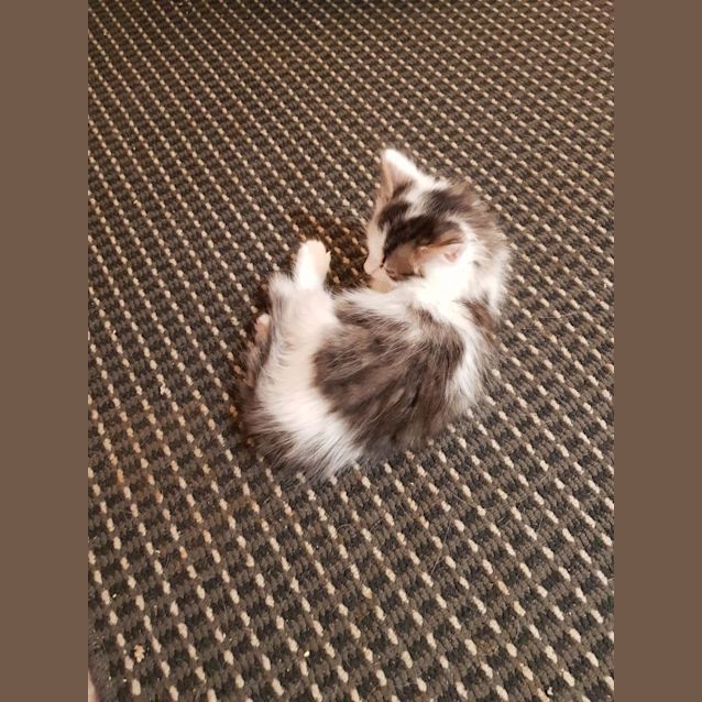 Photo of Squirt**2nd Chance Cat Rescue**