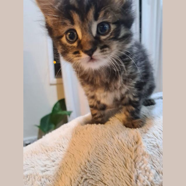 Photo of Shadow