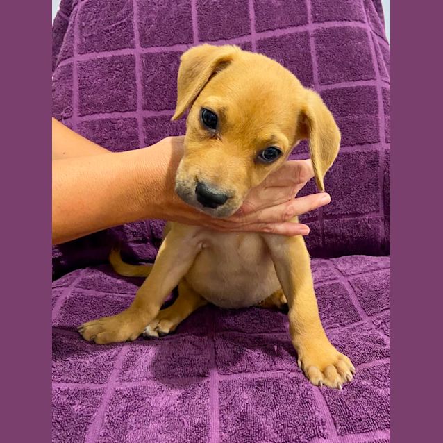 Photo of D735 Rachel