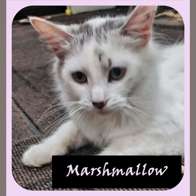 Photo of Marshmallow