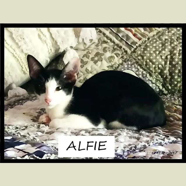 Photo of Alfie
