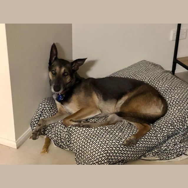 Photo of Dodger ~ 6yr Old Kelpie X German Shepherd