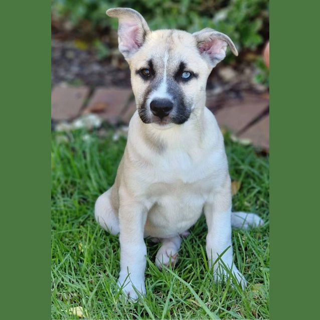 Photo of Rambo 