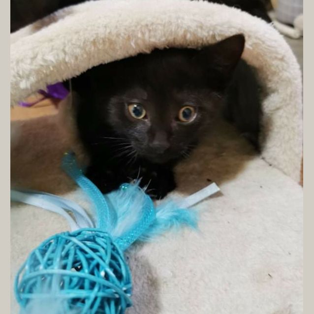 Photo of Boo (Located In Pakenham)