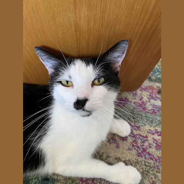 Photo of Patchie