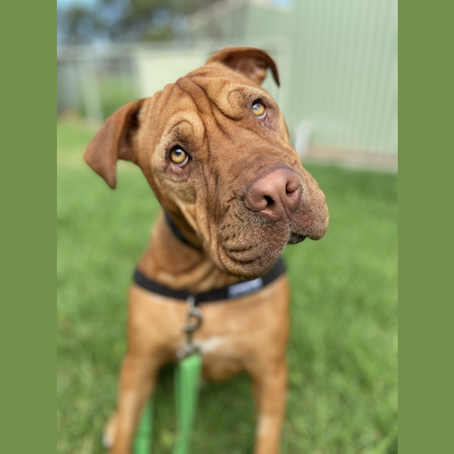 Photo of Marley