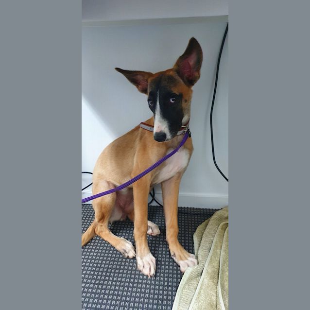 Photo of Rue
