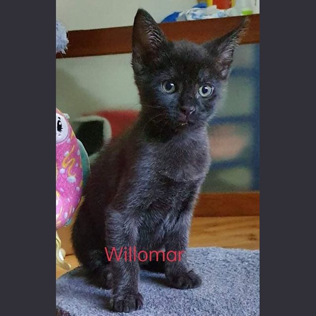 Photo of Tulie And Willomar