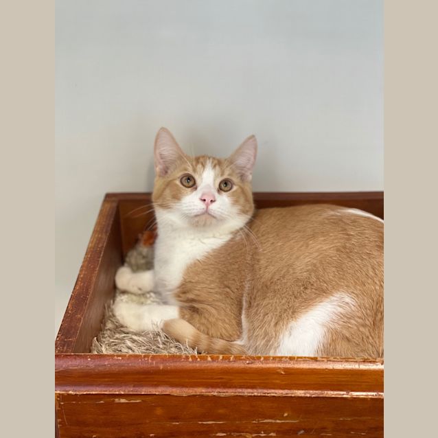 Photo of Bryson   Reduced Adoption Fee