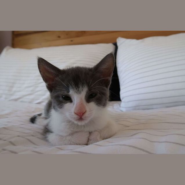 Photo of Vienna & Rye