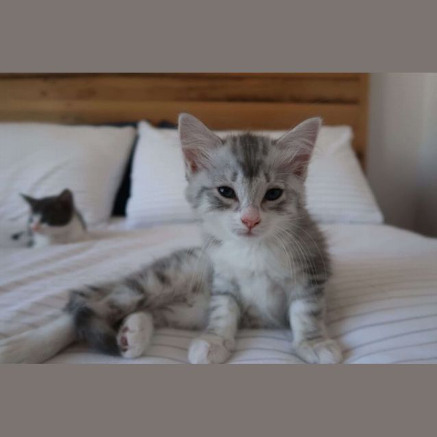 Photo of Vienna & Rye