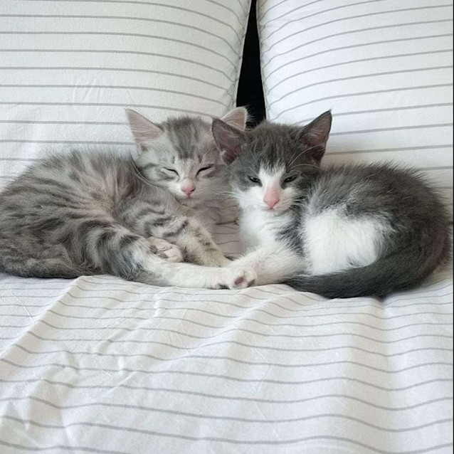 Photo of Vienna & Rye