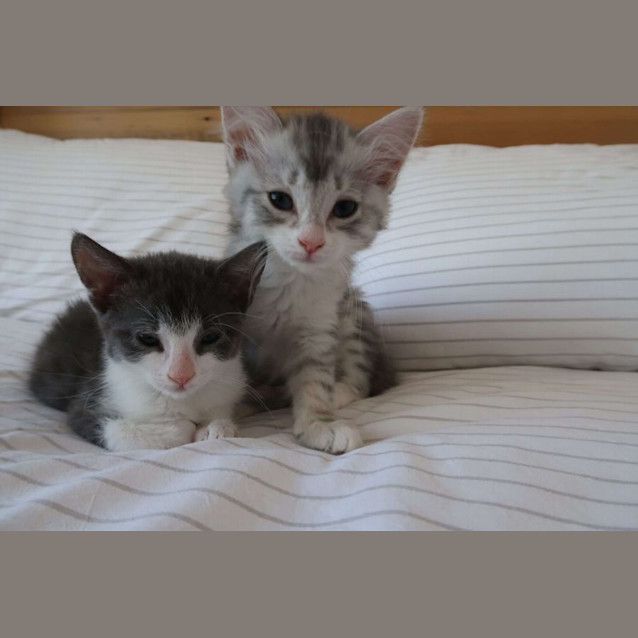 Photo of Vienna & Rye