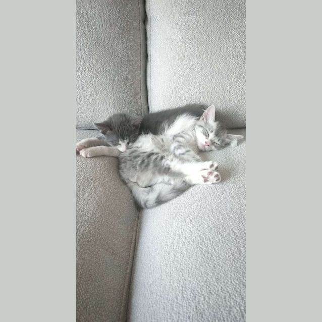 Photo of Vienna & Rye