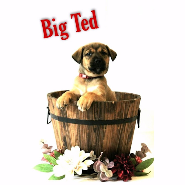 Photo of Big Ted 
