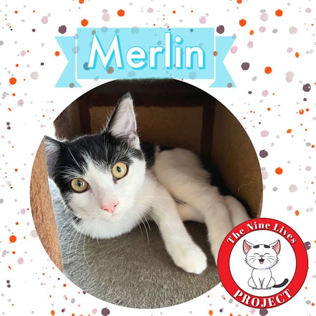 Photo of Merlin *9 Lives Project Rescue*
