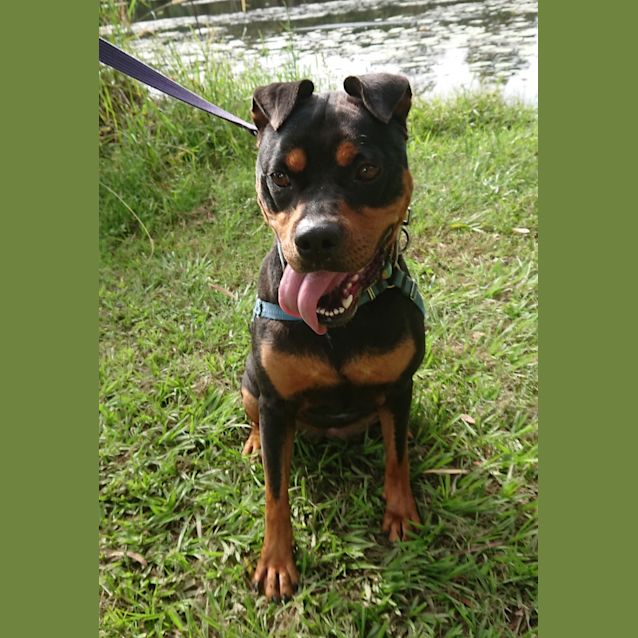 Narla - Large Female Rottweiler x English Staffordshire Bull Terrier Mix  Dog in QLD - PetRescue