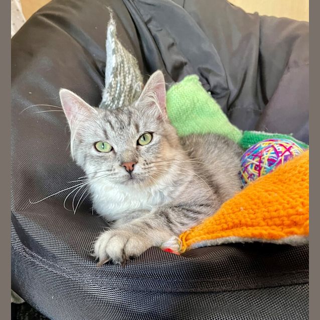 Photo of Olive