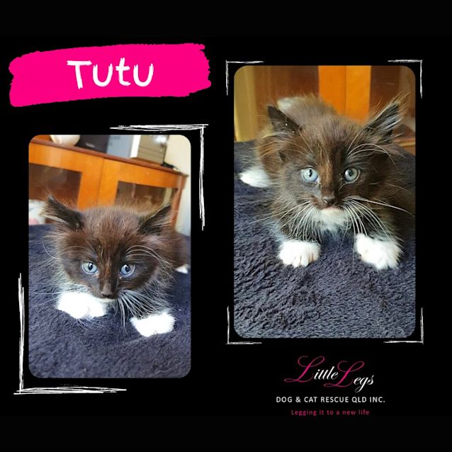 Photo of Tutu