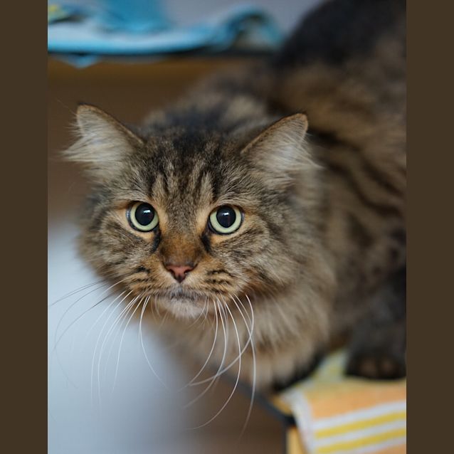 Photo of Albert