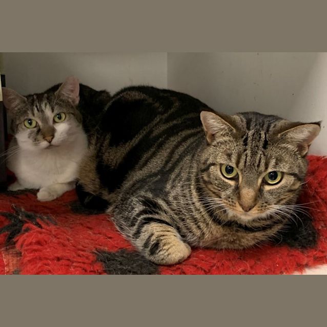 Photo of Romeo & Juliet