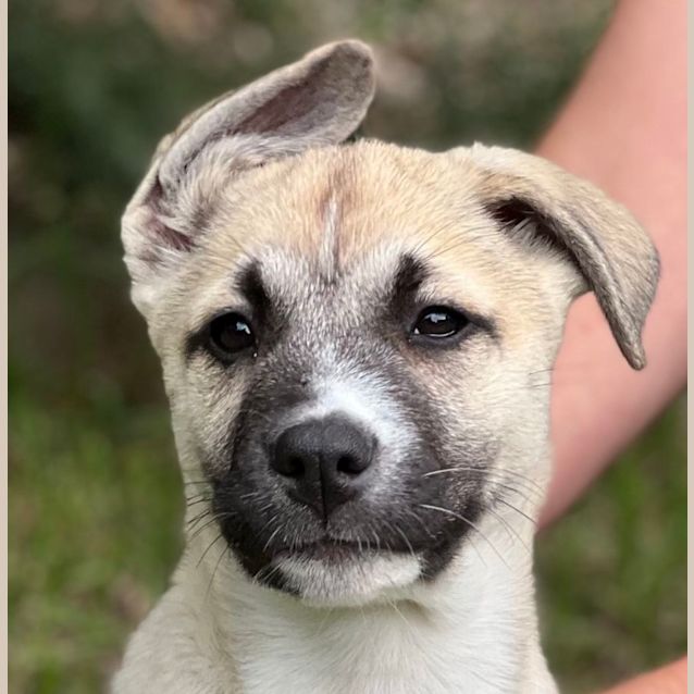 Photo of Annie