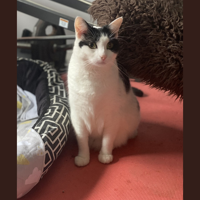 Photo of Willow