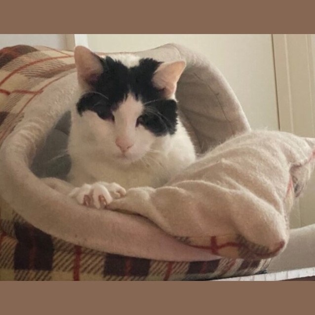 Photo of Willow