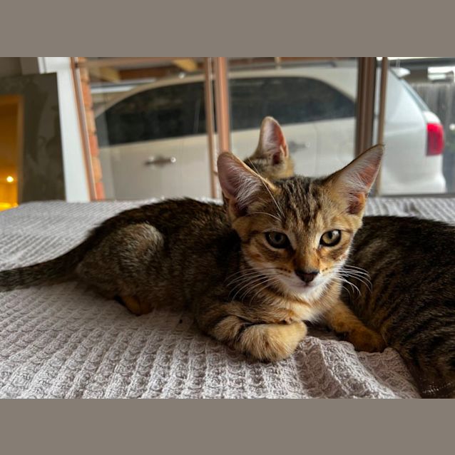 Photo of Dorito * 2nd Chance Cat Rescue *