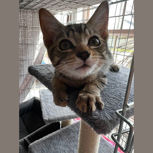 Photo of Lola **2nd Chance Cat Rescue**