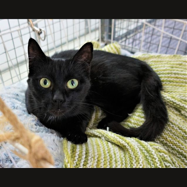 Photo of Pebbles