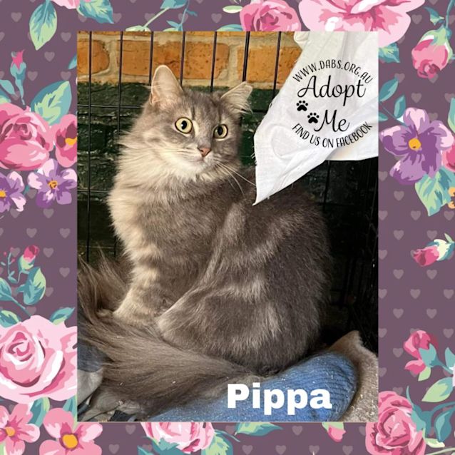 Photo of Pippa