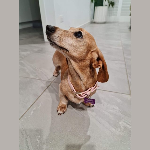 Photo of Lady & Vegas Mini Dachshunds