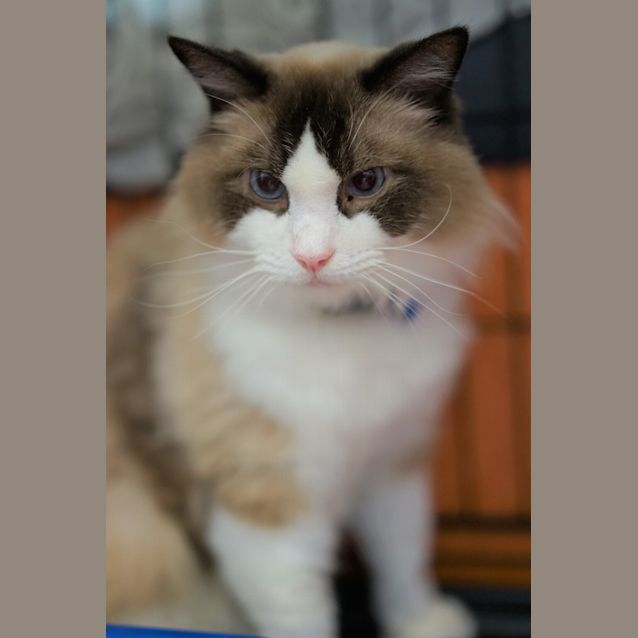Photo of Nala