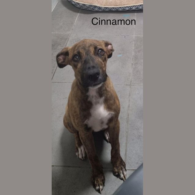 Photo of Cinnamon