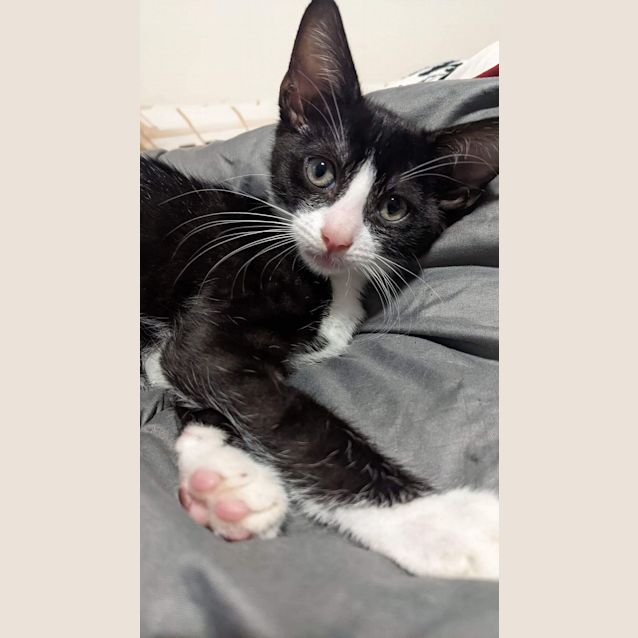 Photo of Clover/Mavin